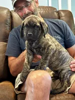 Cane Corso - Thor - Gray Collar Cream Brindle, a male Cane Corso for sale in Reevesville, SC – 4 of 7