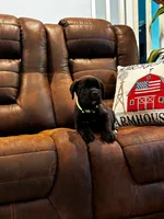 Cane Corso - Titan - Light Green Collar Black, a male Cane Corso for sale in Reevesville, SC – 5 of 7
