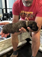 Cane Corso - Gray Collar Cream Brindle, a male Cane Corso for sale in Reevesville, SC – 5 of 10