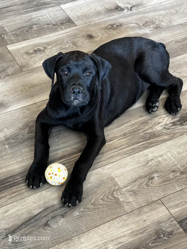 Rotticorso - Red Collar Black Female – Rottweiler, Cane Corso puppy for sale in Reevesville, SC