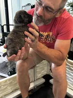 Cane Corso - Gray Collar Cream Brindle, a male Cane Corso for sale in Reevesville, SC – 10 of 10