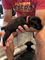 Cane Corso - Dark Pink Collar Black Brindle, a female Cane Corso for sale in Reevesville, SC – 9 of 10