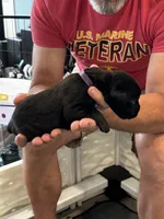 Cane Corso - Purple Collar Black, a female Cane Corso for sale in Reevesville, SC – 8 of 10