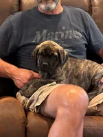 Cane Corso - Thor - Gray Collar Cream Brindle, a male Cane Corso for sale in Reevesville, SC – 5 of 7