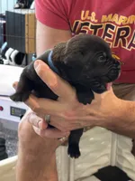 Cane Corso - Dark Blue Collar Black Brindle, a male Cane Corso for sale in Reevesville, SC – 3 of 10