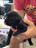 Cane Corso - Purple Collar Black, a female Cane Corso for sale in Reevesville, SC – 6 of 10