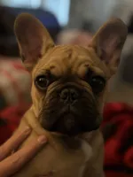 Gus, a male French Bulldog for sale in Effingham, IL – 7 of 10