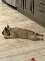 Gus, a male French Bulldog for sale in Effingham, IL – 2 of 10