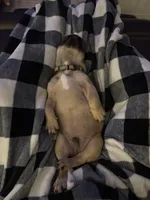 Gus, a male French Bulldog for sale in Effingham, IL – 5 of 10