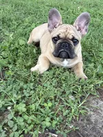 Gus, a male French Bulldog for sale in Effingham, IL – 9 of 10