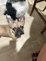 Gus, a male French Bulldog for sale in Effingham, IL – 4 of 10