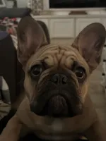 Gus, a male French Bulldog for sale in Effingham, IL – 5 of 10