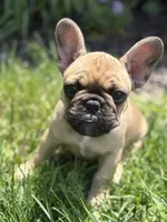 Gus, a male French Bulldog for sale in Effingham, IL – 9 of 10