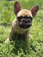 Gus, a male French Bulldog for sale in Effingham, IL – 4 of 10