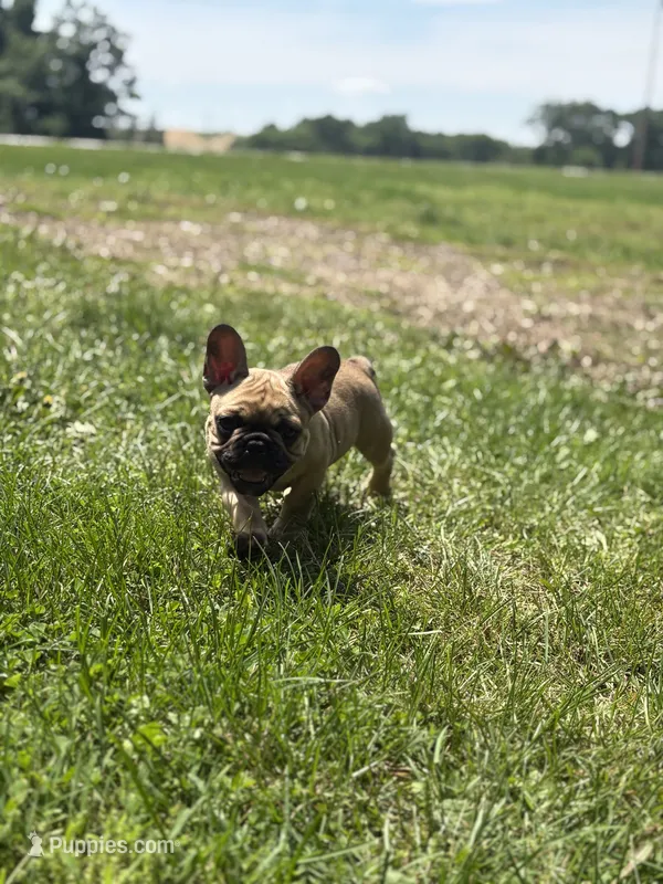Gus – French Bulldog puppy for sale in Effingham, IL