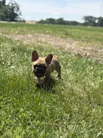 Gus, a male French Bulldog for sale in Effingham, IL – 1 of 10