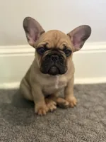Gus, a male French Bulldog for sale in Effingham, IL – 10 of 10