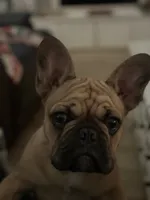 Gus, a male French Bulldog for sale in Effingham, IL – 3 of 10