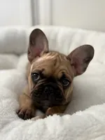 Gus, a male French Bulldog for sale in Effingham, IL – 8 of 10
