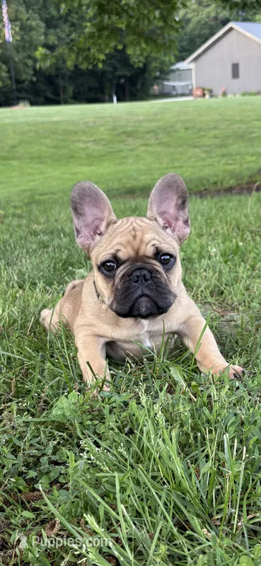Gus – French Bulldog puppy for sale in Effingham, IL
