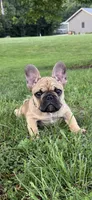 Gus, a male French Bulldog for sale in Effingham, IL – 7 of 10