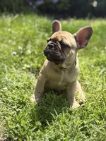 Gus, a male French Bulldog for sale in Effingham, IL – 3 of 10