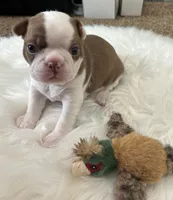 processed/1acd3d22-f1e8-4e18-8ffa-57d4ce1e7645/listing/da324278-23c6-4965-a46e-977f911134d8/7b03e8fc-7cf9-4323-8c82-f79e56db280a