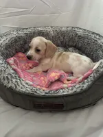 Horchata , a female Miniature Dachshund for sale in Redlands, CA – 3 of 5