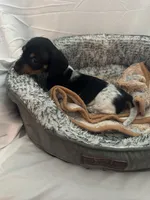 Midnight , a male Miniature Dachshund for sale in Redlands, CA – 3 of 6