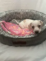 Cloud , a female Miniature Dachshund for sale in Redlands, CA – 5 of 6