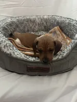 Waffles , a male Miniature Dachshund for sale in Redlands, CA – 5 of 6