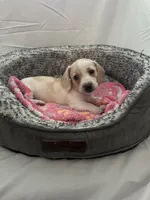 Horchata , a female Miniature Dachshund for sale in Redlands, CA – 2 of 5