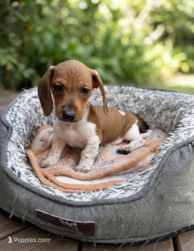 Waffles  – Miniature Dachshund puppy for sale in Redlands, CA
