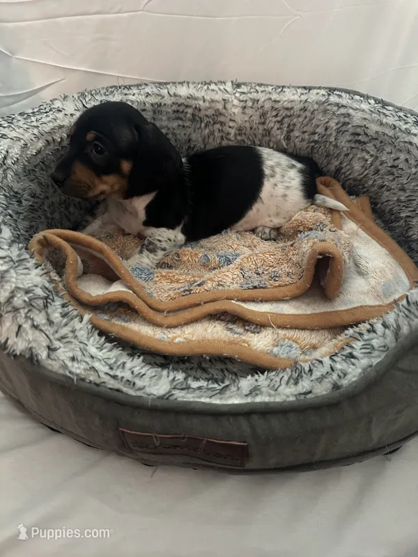 Midnight  – Miniature Dachshund puppy for sale in Redlands, CA