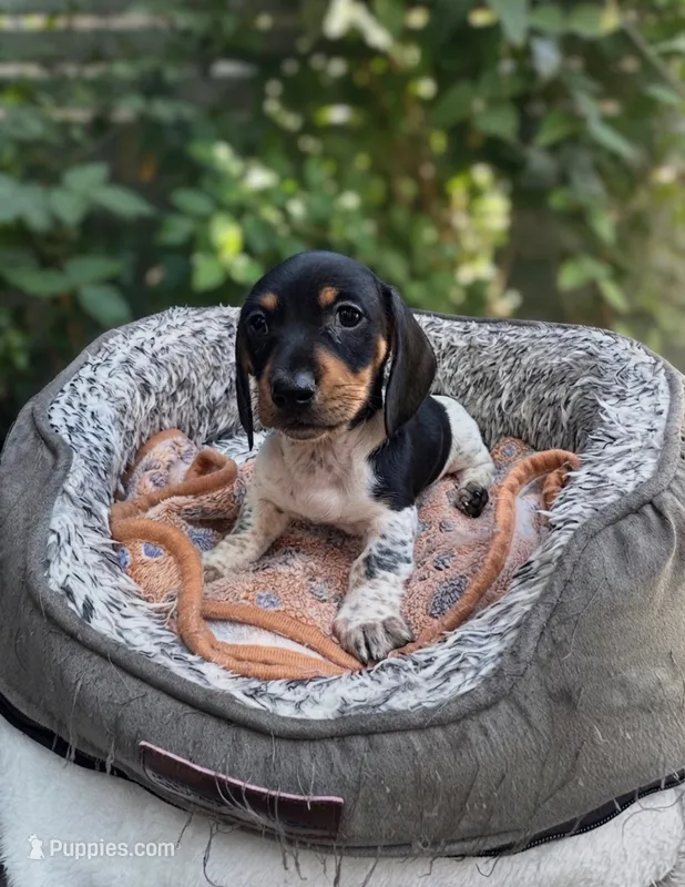 Midnight  – Miniature Dachshund puppy for sale in Redlands, CA