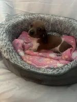 Cardi, a female Miniature Dachshund for sale in Redlands, CA – 2 of 6