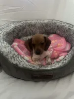 Cardi, a female Miniature Dachshund for sale in Redlands, CA – 3 of 6