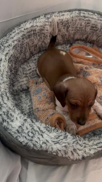 Waffles , a male Miniature Dachshund for sale in Redlands, CA – 6 of 6