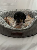 Midnight , a male Miniature Dachshund for sale in Redlands, CA – 5 of 6
