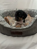 Midnight , a male Miniature Dachshund for sale in Redlands, CA – 4 of 6