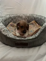 Waffles , a male Miniature Dachshund for sale in Redlands, CA – 2 of 6