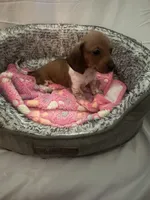 Cardi, a female Miniature Dachshund for sale in Redlands, CA – 4 of 6