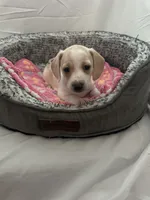 Horchata , a female Miniature Dachshund for sale in Redlands, CA – 1 of 5