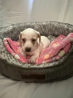 Cloud , a female Miniature Dachshund for sale in Redlands, CA – 4 of 6