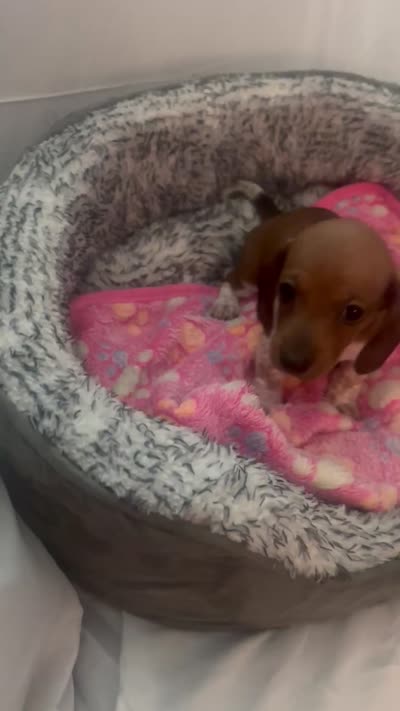 Cardi, a female Miniature Dachshund for sale in Redlands, CA – 6 of 6