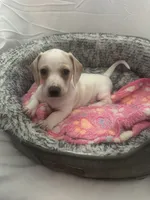 Cloud , a female Miniature Dachshund for sale in Redlands, CA – 1 of 6