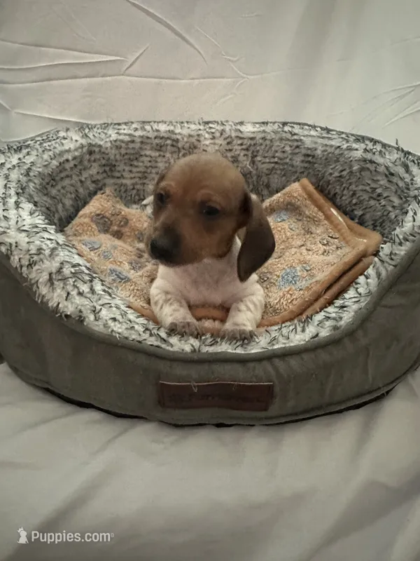Waffles  – Miniature Dachshund puppy for sale in Redlands, CA