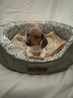 Waffles , a male Miniature Dachshund for sale in Redlands, CA – 1 of 6