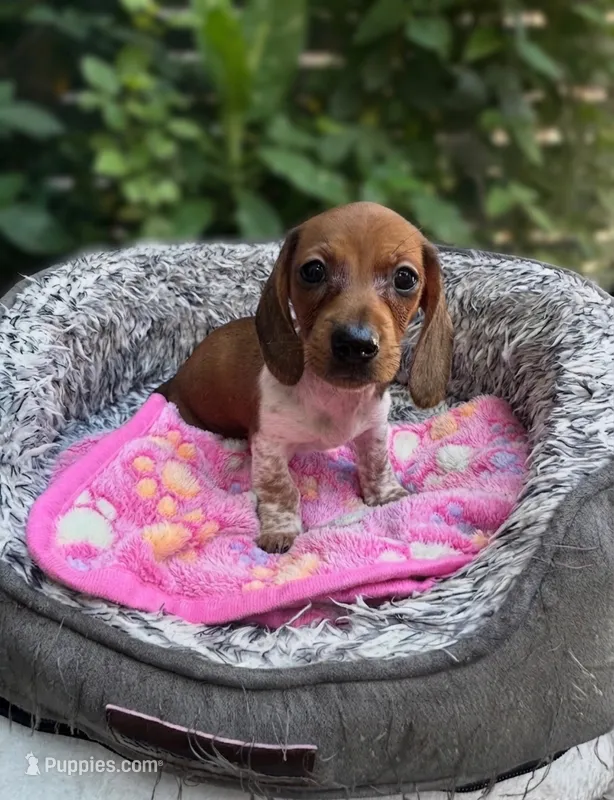 Cardi – Miniature Dachshund puppy for sale in Redlands, CA