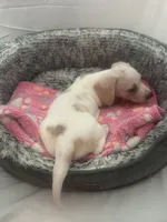 Cloud , a female Miniature Dachshund for sale in Redlands, CA – 2 of 6